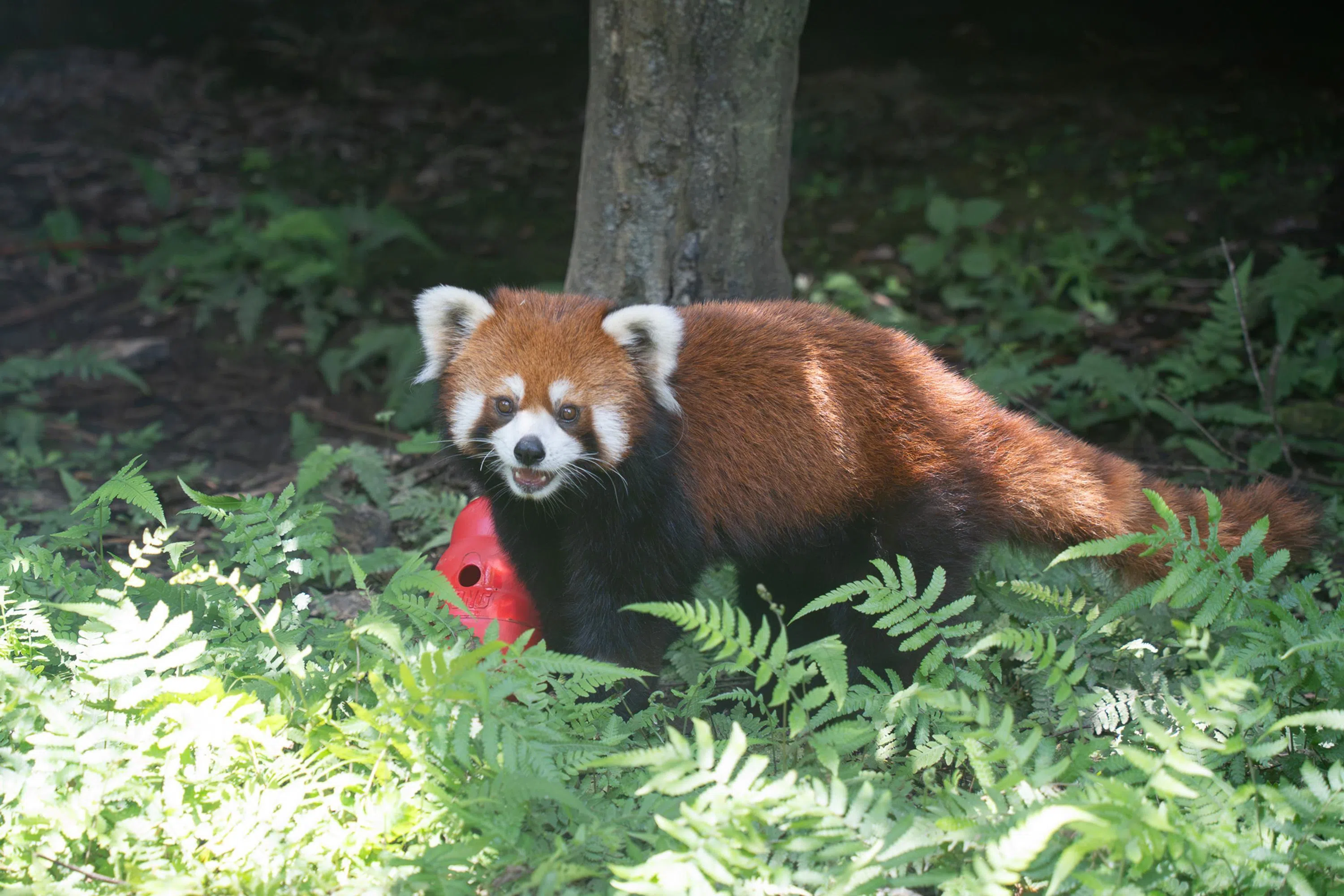 上海动物园赠送台湾的两只小熊猫7月29日在台北动物园亮相，图为雄性小熊猫“乐乐”。（香港中通社）