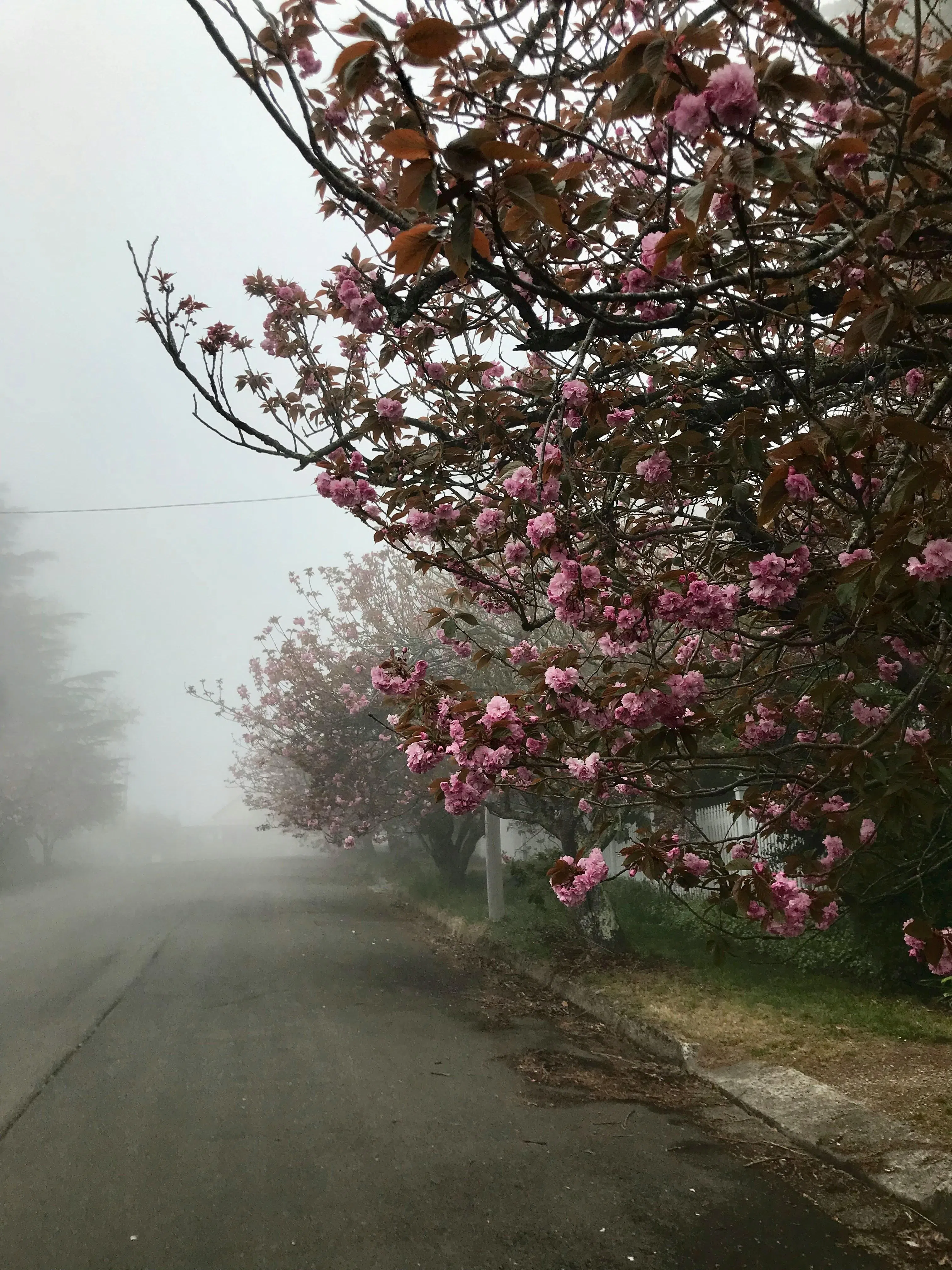 蓝山是悉尼附近赏樱的好地点。（Skyscanner提供）