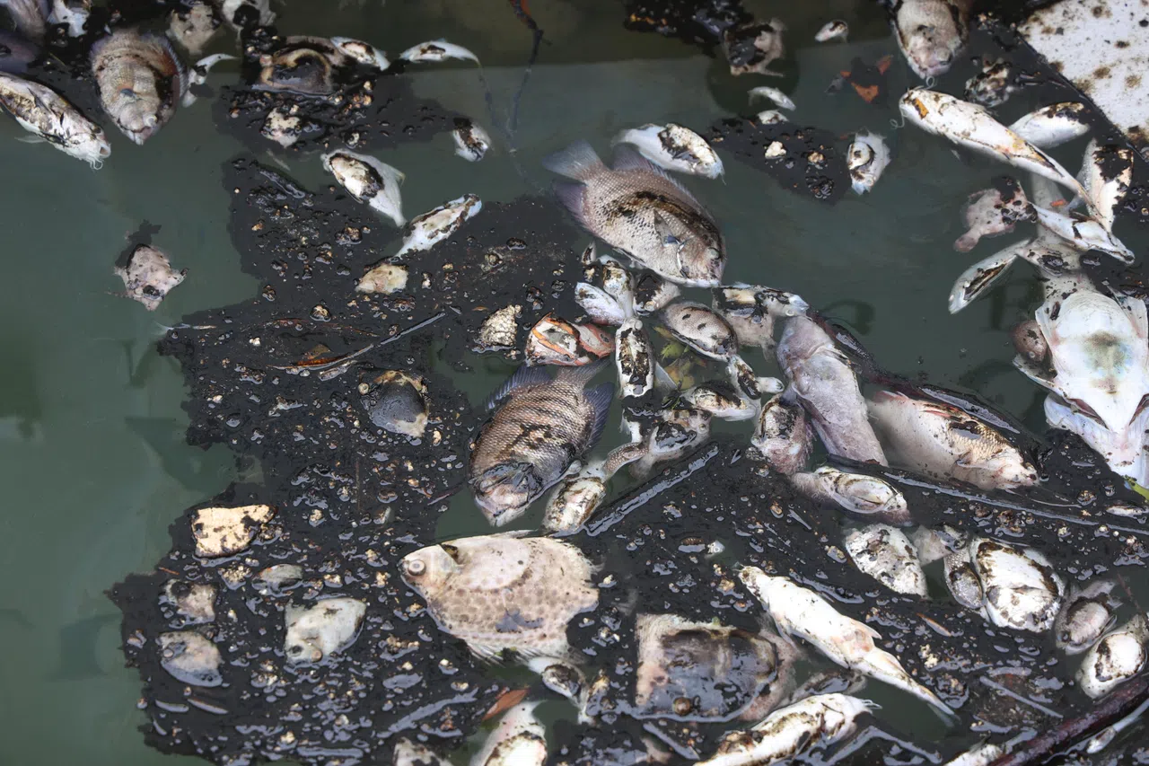 莱佛士滨海俱乐部码头的海面，在火患隔天浮出大量死亡的海洋生物。（梁麒麟摄）