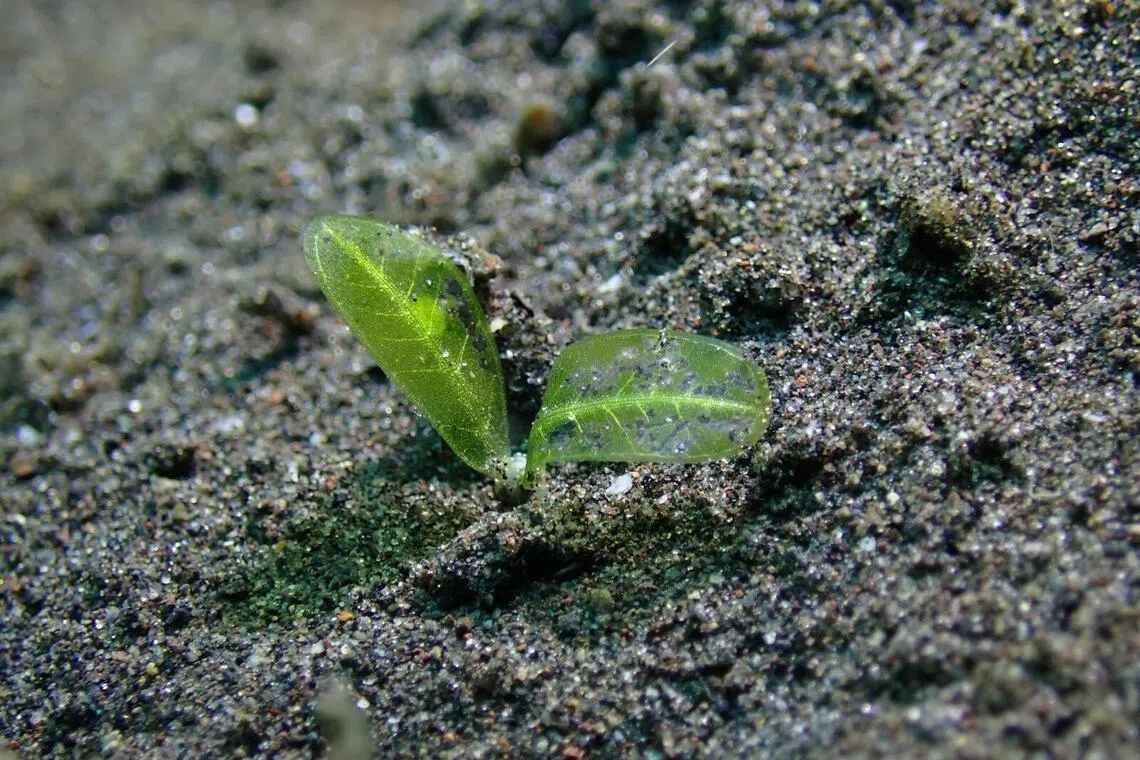 匙形海草在本地分布最广，也是儒艮最喜爱的食物，别称“儒艮草”。（受访者提供）